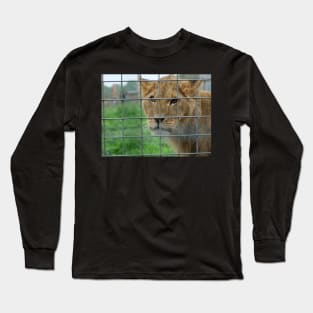 Lioness stare from inside enclosure zoo Long Sleeve T-Shirt